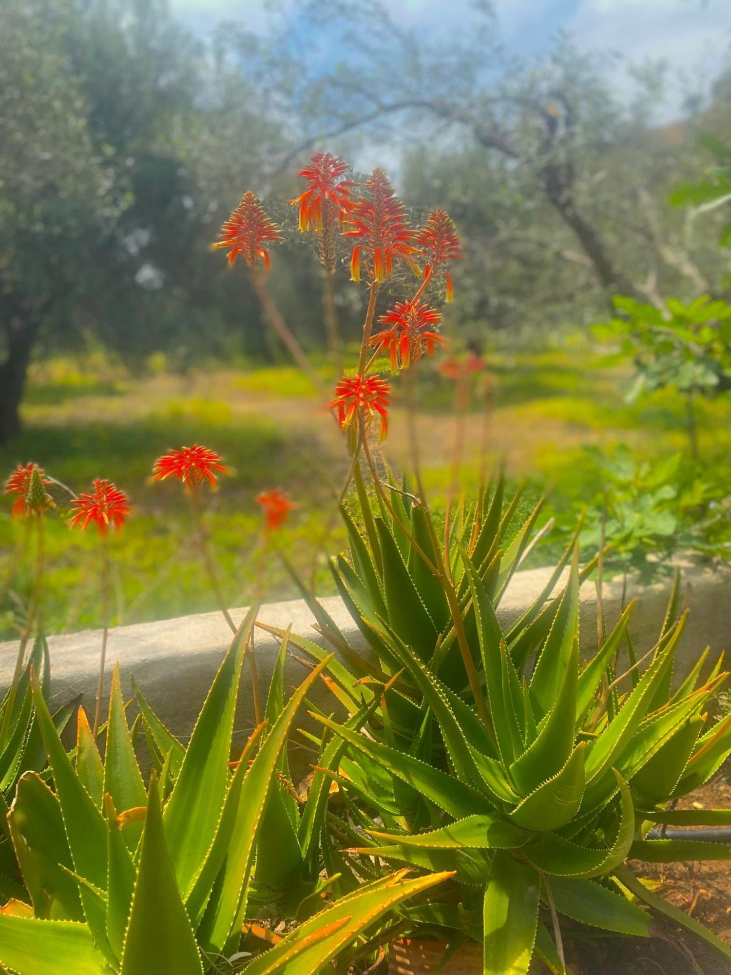 Natura Cottages Makrýgialos 外观 照片